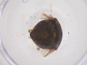  ( - CBG-B24135-C10)  @11 [ ] CreativeCommons - Attribution Share - Alike (2025) Centre for Biodiversity Genomics Centre for Biodiversity Genomics