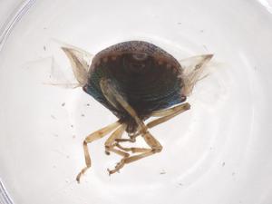  ( - CBG-B24135-H08)  @11 [ ] CreativeCommons - Attribution Share - Alike (2025) Centre for Biodiversity Genomics Centre for Biodiversity Genomics