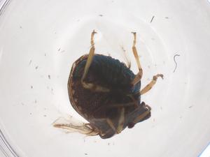  ( - CBG-B24141-H11)  @11 [ ] CreativeCommons - Attribution Share - Alike (2025) Centre for Biodiversity Genomics Centre for Biodiversity Genomics