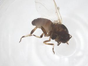  ( - CBG-B24142-H07)  @11 [ ] CreativeCommons - Attribution Share - Alike (2025) Centre for Biodiversity Genomics Centre for Biodiversity Genomics