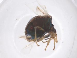  ( - CBG-B24143-A05)  @11 [ ] CreativeCommons - Attribution Share - Alike (2025) Centre for Biodiversity Genomics Centre for Biodiversity Genomics