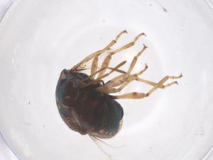  ( - CBG-B24143-A09)  @11 [ ] CreativeCommons - Attribution Share - Alike (2025) Centre for Biodiversity Genomics Centre for Biodiversity Genomics