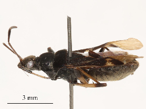  ( - CBG-B24165-D10)  @11 [ ] CreativeCommons - Attribution Share - Alike (2025) CBG Photography Group Centre for Biodiversity Genomics