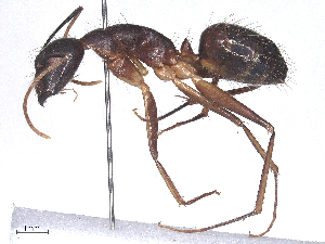  ( - CBG-B24167-A03)  @11 [ ] CreativeCommons - Attribution Share - Alike (2025) CBG Photography Group Centre for Biodiversity Genomics