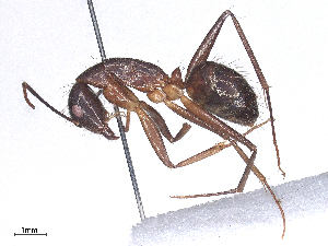  ( - CBG-B24167-A04)  @11 [ ] CreativeCommons - Attribution Share - Alike (2025) CBG Photography Group Centre for Biodiversity Genomics