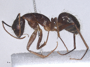  ( - CBG-B24167-A06)  @11 [ ] CreativeCommons - Attribution Share - Alike (2025) CBG Photography Group Centre for Biodiversity Genomics