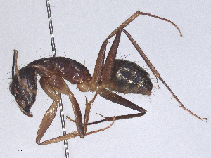  ( - CBG-B24167-A07)  @11 [ ] CreativeCommons - Attribution Share - Alike (2025) CBG Photography Group Centre for Biodiversity Genomics