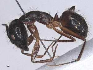  ( - CBG-B24167-A08)  @11 [ ] CreativeCommons - Attribution Share - Alike (2025) CBG Photography Group Centre for Biodiversity Genomics