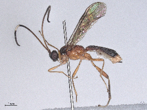  ( - CBG-B24167-E09)  @11 [ ] CreativeCommons - Attribution Share - Alike (2025) CBG Photography Group Centre for Biodiversity Genomics