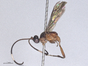  ( - CBG-B24167-E11)  @11 [ ] CreativeCommons - Attribution Share - Alike (2025) CBG Photography Group Centre for Biodiversity Genomics