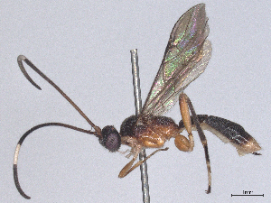  ( - CBG-B24167-F03)  @11 [ ] CreativeCommons - Attribution Share - Alike (2025) CBG Photography Group Centre for Biodiversity Genomics