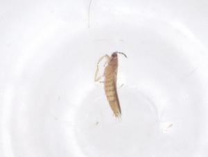  ( - CBG-B24170-A01)  @11 [ ] CreativeCommons - Attribution Share - Alike (2025) Centre for Biodiversity Genomics Centre for Biodiversity Genomics