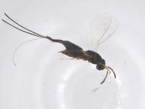  ( - CBG-B24170-A04)  @11 [ ] CreativeCommons - Attribution Share - Alike (2025) Centre for Biodiversity Genomics Centre for Biodiversity Genomics