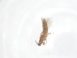  ( - CBG-B24171-H01)  @11 [ ] CreativeCommons - Attribution Share - Alike (2025) Centre for Biodiversity Genomics Centre for Biodiversity Genomics