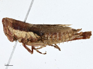  ( - CBG-A00325-F06)  @11 [ ] CreativeCommons - Attribution (2023) CBG Photography Group Centre for Biodiversity Genomics