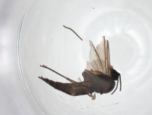  ( - CBG-A13139-H09)  @11 [ ] CreativeCommons - Attribution Share - Alike (2023) Centre for Biodiversity Genomics Centre for Biodiversity Genomics