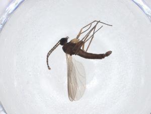  ( - CBG-A13140-F06)  @11 [ ] CreativeCommons - Attribution Share - Alike (2023) Centre for Biodiversity Genomics Centre for Biodiversity Genomics