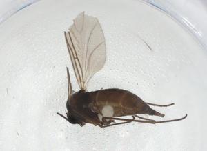  ( - CBG-A13141-F11)  @11 [ ] CreativeCommons - Attribution Share - Alike (2023) Centre for Biodiversity Genomics Centre for Biodiversity Genomics