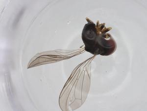  (Clistoabdominalis sp. China6 - CBG-A14724-D07)  @11 [ ] CreativeCommons - Attribution Share - Alike (2023) Centre for Biodiversity Genomics Centre for Biodiversity Genomics