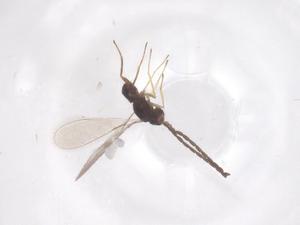  ( - CBG-B15461-E10)  @11 [ ] CreativeCommons - Attribution Share - Alike (2025) Centre for Biodiversity Genomics Centre for Biodiversity Genomics