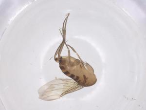  ( - CBG-B15462-G08)  @11 [ ] CreativeCommons - Attribution Share - Alike (2025) Centre for Biodiversity Genomics Centre for Biodiversity Genomics