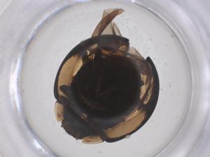  ( - CBG-B15468-A04)  @11 [ ] CreativeCommons - Attribution Share - Alike (2025) Centre for Biodiversity Genomics Centre for Biodiversity Genomics