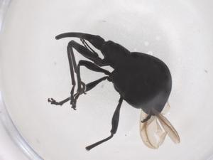  (Lepidapion - CBG-B15473-A02)  @11 [ ] CreativeCommons - Attribution Share - Alike (2025) Centre for Biodiversity Genomics Centre for Biodiversity Genomics