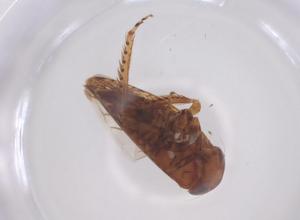  ( - CBG-B15476-C02)  @11 [ ] CreativeCommons - Attribution Share - Alike (2025) Centre for Biodiversity Genomics Centre for Biodiversity Genomics