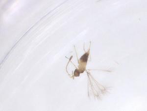  ( - CBG-B15800-H07)  @11 [ ] CreativeCommons - Attribution Share - Alike (2025) Centre for Biodiversity Genomics Centre for Biodiversity Genomics