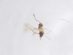  ( - CBG-B15801-E06)  @11 [ ] CreativeCommons - Attribution Share - Alike (2025) Centre for Biodiversity Genomics Centre for Biodiversity Genomics