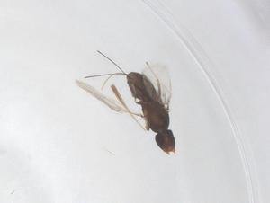  ( - CBG-B15818-A02)  @11 [ ] CreativeCommons - Attribution Share - Alike (2025) Centre for Biodiversity Genomics Centre for Biodiversity Genomics