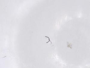  ( - CBG-B15820-D11)  @11 [ ] CreativeCommons - Attribution Share - Alike (2025) Centre for Biodiversity Genomics Centre for Biodiversity Genomics