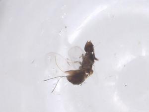  ( - CBG-B15820-E05)  @11 [ ] CreativeCommons - Attribution Share - Alike (2025) Centre for Biodiversity Genomics Centre for Biodiversity Genomics