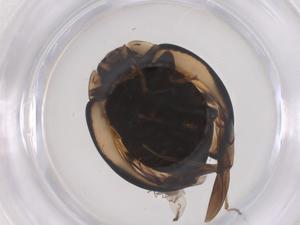  ( - CBG-B15836-C04)  @11 [ ] CreativeCommons - Attribution Share - Alike (2025) Centre for Biodiversity Genomics Centre for Biodiversity Genomics