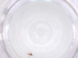  ( - CBG-B15837-B12)  @11 [ ] CreativeCommons - Attribution Share - Alike (2025) Centre for Biodiversity Genomics Centre for Biodiversity Genomics