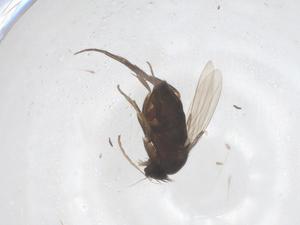  ( - CBG-B15838-E02)  @11 [ ] CreativeCommons - Attribution Share - Alike (2025) Centre for Biodiversity Genomics Centre for Biodiversity Genomics