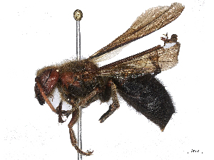  ( - CBG-B15972-F12)  @11 [ ] CreativeCommons - Attribution Share - Alike (2025) CBG Photography Group Centre for Biodiversity Genomics