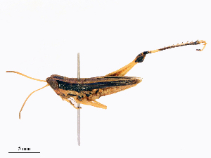  (Oxytauchira - CBG-B15993-C09)  @11 [ ] CreativeCommons - Attribution Share - Alike (2025) CBG Photography Group Centre for Biodiversity Genomics