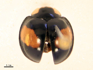  ( - CBG-B15993-F09)  @11 [ ] CreativeCommons - Attribution Share - Alike (2025) CBG Photography Group Centre for Biodiversity Genomics