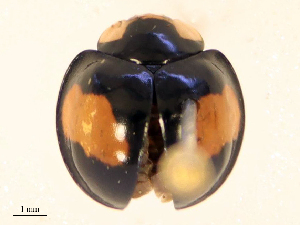  ( - CBG-B15993-F10)  @11 [ ] CreativeCommons - Attribution Share - Alike (2025) CBG Photography Group Centre for Biodiversity Genomics