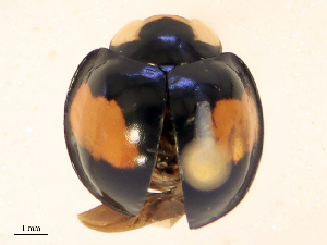  ( - CBG-B15993-F11)  @11 [ ] CreativeCommons - Attribution Share - Alike (2025) CBG Photography Group Centre for Biodiversity Genomics