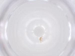  ( - CBG-B15997-B08)  @11 [ ] CreativeCommons - Attribution Share - Alike (2025) Centre for Biodiversity Genomics Centre for Biodiversity Genomics