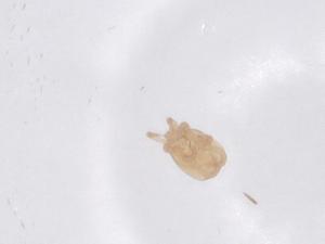  ( - CBG-B15997-F06)  @11 [ ] CreativeCommons - Attribution Share - Alike (2025) Centre for Biodiversity Genomics Centre for Biodiversity Genomics