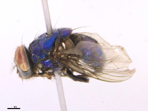  ( - CBG-B16036-D01)  @11 [ ] CreativeCommons - Attribution Share - Alike (2025) CBG Photography Group Centre for Biodiversity Genomics