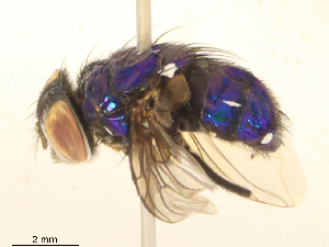  ( - CBG-B16036-D02)  @11 [ ] CreativeCommons - Attribution Share - Alike (2025) CBG Photography Group Centre for Biodiversity Genomics