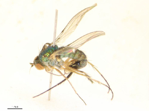  ( - CBG-B16036-E10)  @11 [ ] CreativeCommons - Attribution Share - Alike (2025) CBG Photography Group Centre for Biodiversity Genomics