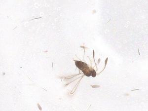  ( - CBG-B16110-G10)  @11 [ ] CreativeCommons - Attribution Share - Alike (2025) Centre for Biodiversity Genomics Centre for Biodiversity Genomics