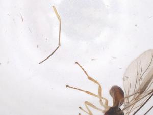  ( - CBG-B16374-F10)  @11 [ ] CreativeCommons - Attribution Share - Alike (2025) Centre for Biodiversity Genomics Centre for Biodiversity Genomics