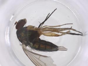  ( - CBG-B16375-A01)  @11 [ ] CreativeCommons - Attribution Share - Alike (2025) Centre for Biodiversity Genomics Centre for Biodiversity Genomics