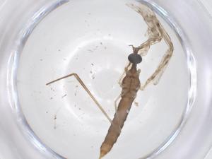  ( - CBG-B16376-E05)  @11 [ ] CreativeCommons - Attribution Share - Alike (2025) Centre for Biodiversity Genomics Centre for Biodiversity Genomics